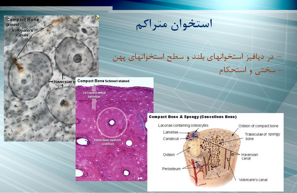 پاورپوینت سازگاریهای بافت همبند در ورزش 